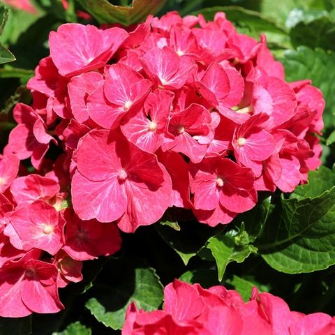 Hydrangea macrophylla Tea Time™ 'Speedy Red'