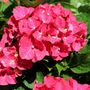 Hydrangea macrophylla Tea Time™ 'Speedy Red'