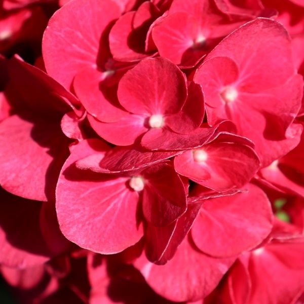 Hydrangea macrophylla Tea Time™ 'Speedy Red'