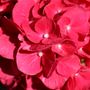 Hydrangea macrophylla Tea Time™ 'Speedy Red'