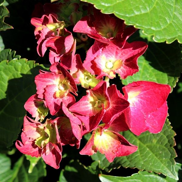 Hydrangea macrophylla Tea Time™ 'Speedy Red'
