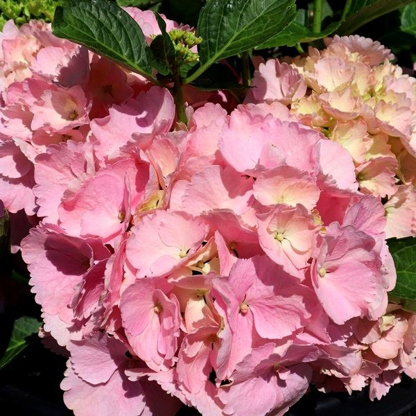 Hydrangea macrophylla TeaTime™ 'Pink Sensation'pbr