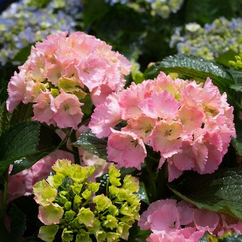 Hydrangea macrophylla TeaTime™ 'Pink Sensation'pbr