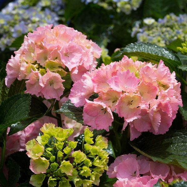 Hydrangea macrophylla TeaTime™ 'Pink Sensation'pbr