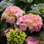 Hydrangea macrophylla TeaTime™ 'Pink Sensation'pbr