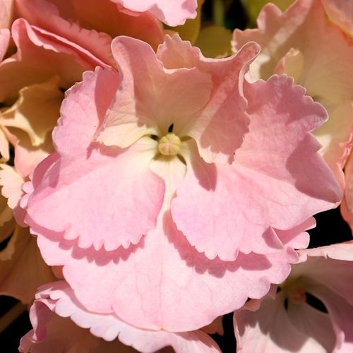 Hydrangea macrophylla TeaTime™ 'Pink Sensation'pbr