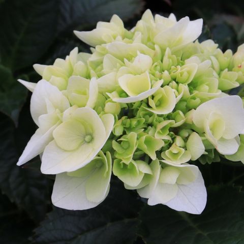 Hydrangea macrophylla Tea Time&trade; 'Vanilla Sky'