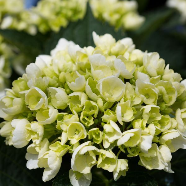 Hydrangea macrophylla Tea Time™ 'Vanilla Sky'