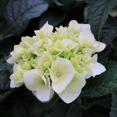Hydrangea macrophylla Tea Time&trade; 'Vanilla Sky'