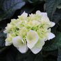 Hydrangea macrophylla Tea Time&trade; 'Vanilla Sky'