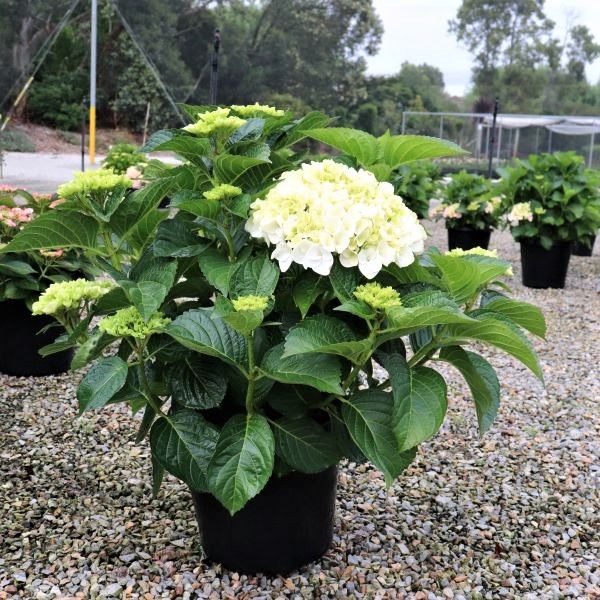 Hydrangea macrophylla Tea Time™ 'Vanilla Sky'