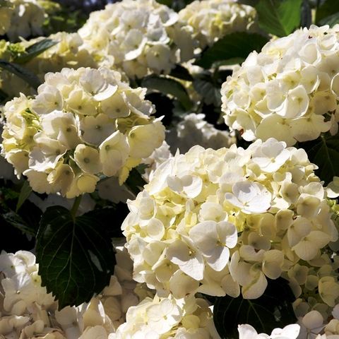 Hydrangeas - Warners Nurseries