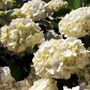 Hydrangea macrophylla White Ball