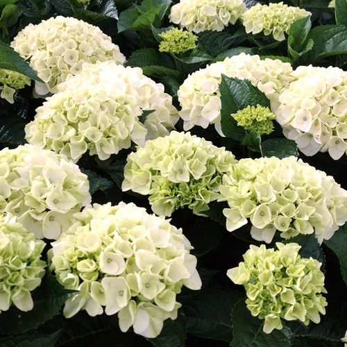 Hydrangea macrophylla White Ball