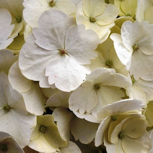 Hydrangea macrophylla White Ball