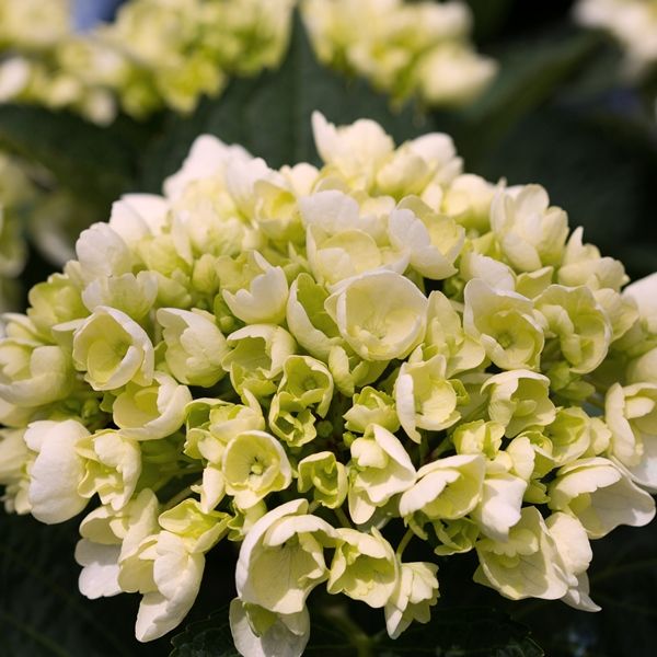 Hydrangea macrophylla �White Ball� Warners Nurseries