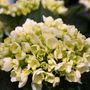 Hydrangea macrophylla White Ball