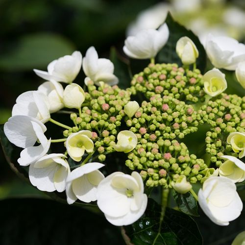 Hydrangea macrophylla White Lace Cap