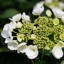 Hydrangea macrophylla White Lace Cap