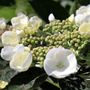 Hydrangea macrophylla White Lace Cap