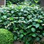 Hydrangea macrophylla White Lace Cap