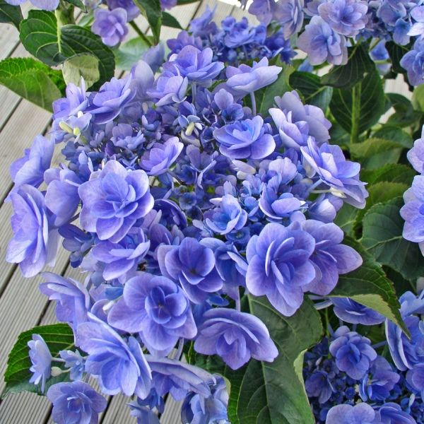 Hydrangea macrophylla You & Me 'Forever' pbr - Warners Nurseries