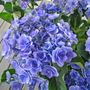 Hydrangea macrophylla You & Me 'Forever' pbr