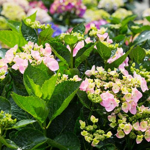 Hydrangea macrophylla You & Me 'Forever' pbr