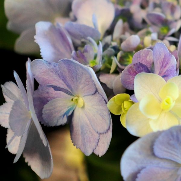 Hydrangea macrophylla You & Me 'Forever' pbr