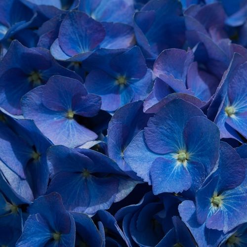 Hydrangea macrophylla Blue Ball