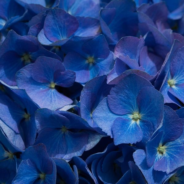 Hydrangea macrophylla Blue Ball