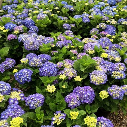 Hydrangea macrophylla Blue Ball