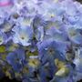 Hydrangea macrophylla Blue Ball