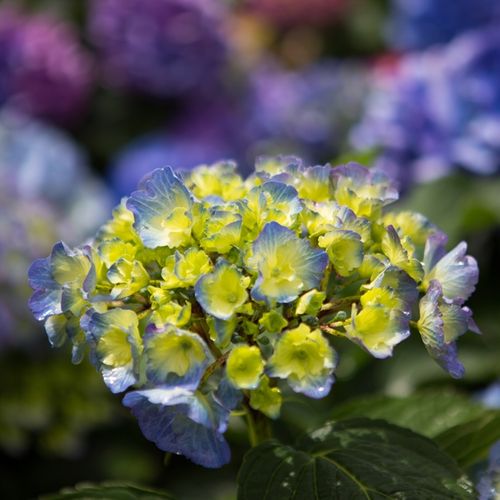 Hydrangea macrophylla Blue Ball