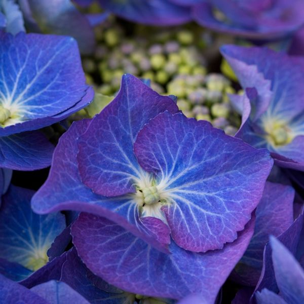 Hydrangea macrophylla Blue Lace Cap