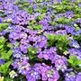 Hydrangea macrophylla Blue Lace Cap