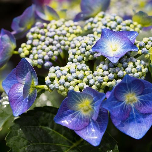 Hydrangea macrophylla Blue Lace Cap