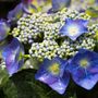 Hydrangea macrophylla Blue Lace Cap