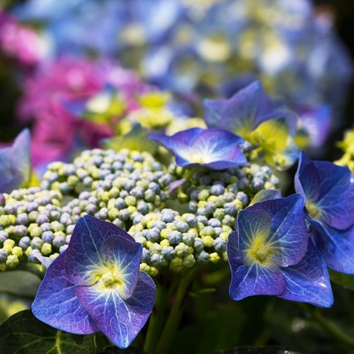 Hydrangea macrophylla Blue Lace Cap