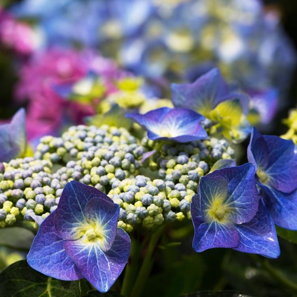 Hydrangea macrophylla Blue Lace Cap