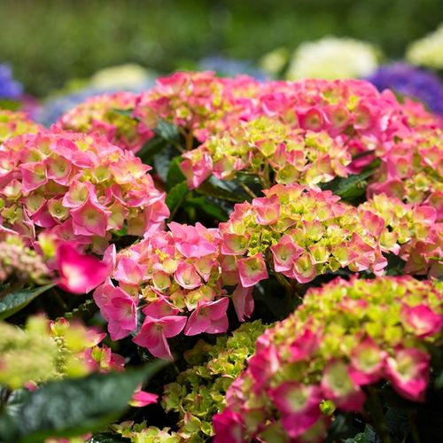 Hydrangea macrophylla Pink Ball