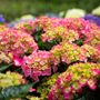 Hydrangea macrophylla Pink Ball