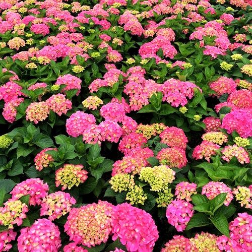 Hydrangea macrophylla Pink Ball