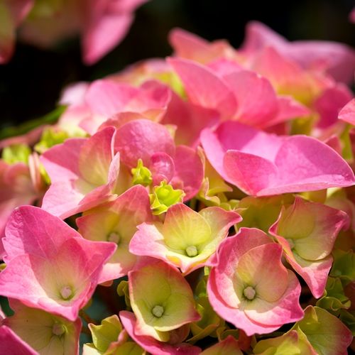 Hydrangea macrophylla Pink Ball