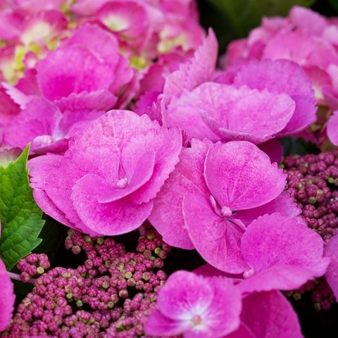 Hydrangea macrophylla Pink Lace Cap