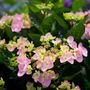 Hydrangea macrophylla Pink Lace Cap