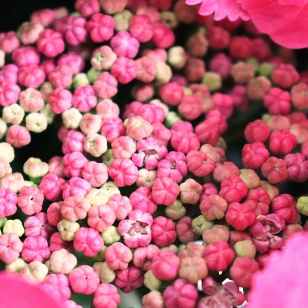Hydrangea macrophylla Pink Lace Cap