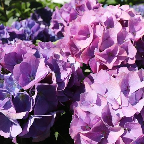 Hydrangea macrophylla Purple Ball