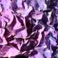Hydrangea macrophylla Purple Ball