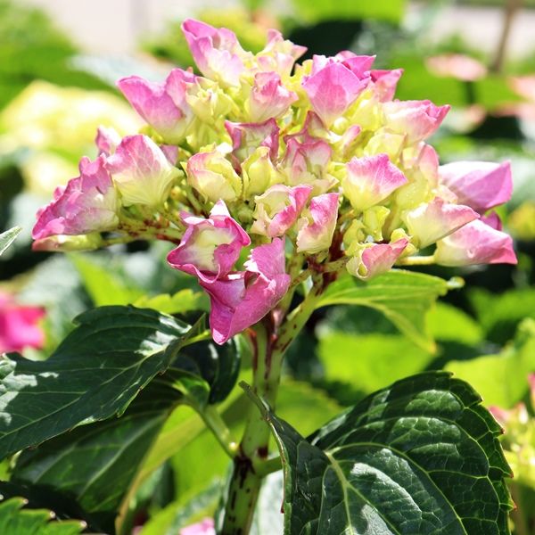 Hydrangea macrophylla Purple Ball